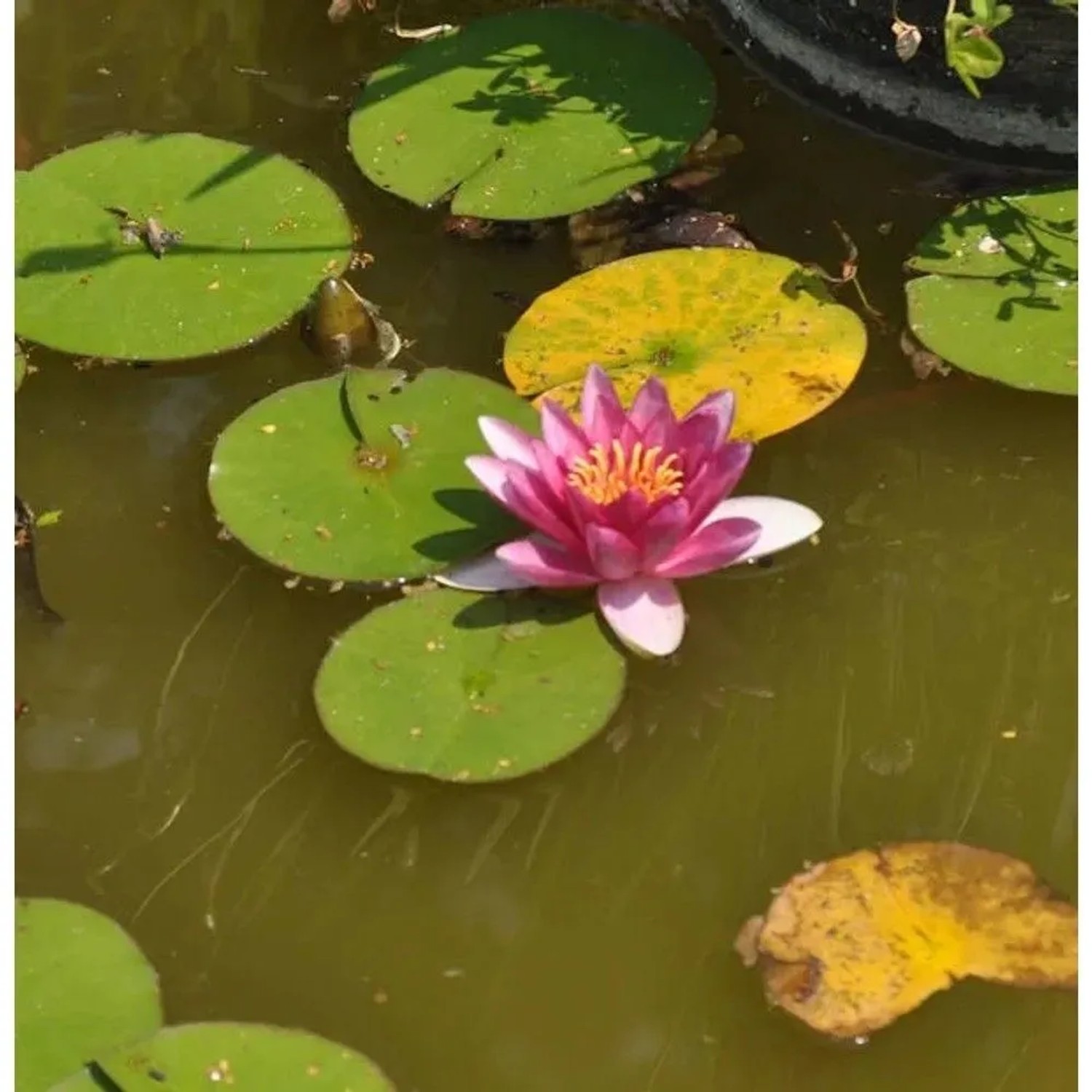 Blühende Seerose 'Attraction' (Nymphaea) mit grünen Seerosenblättern im Teich.