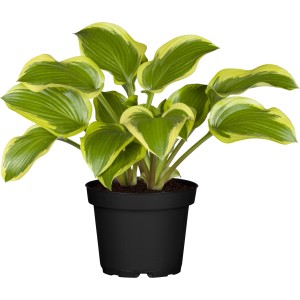 Garten-Funkie (Hosta) im Topf, grüne Blätter mit gelbem Rand. Ideal für schattige Standorte.