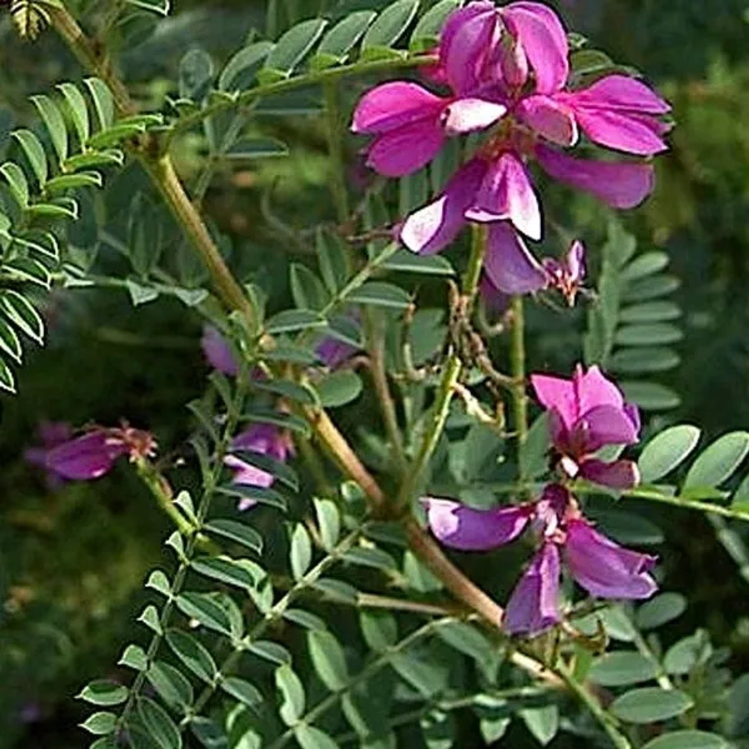Indigostrauch 'Gerardiana' Indigofera heterantha 40 bis 60 cm im Container Schnittverträglich