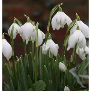 Nahaufnahme von Märzenbecher (Leucojum vernum) Stauden mit weißen, glockenförmigen Blüten und grünen Blättern.