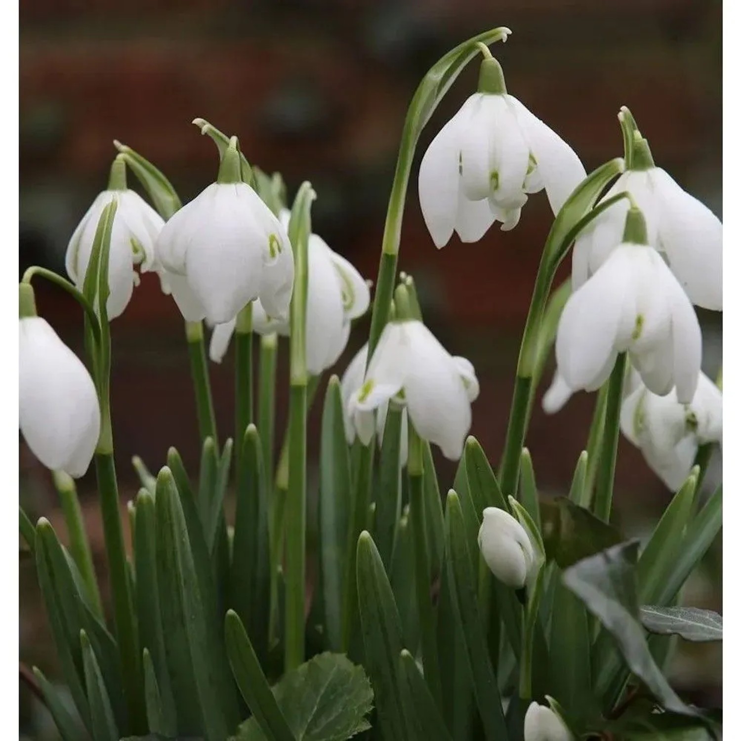 Märzenbecher - Leucojum vernum