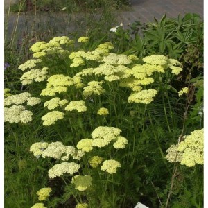 Gelbe Schafgarbe 'Hella Glashoff' (Achillea filipendulina) im Garten.