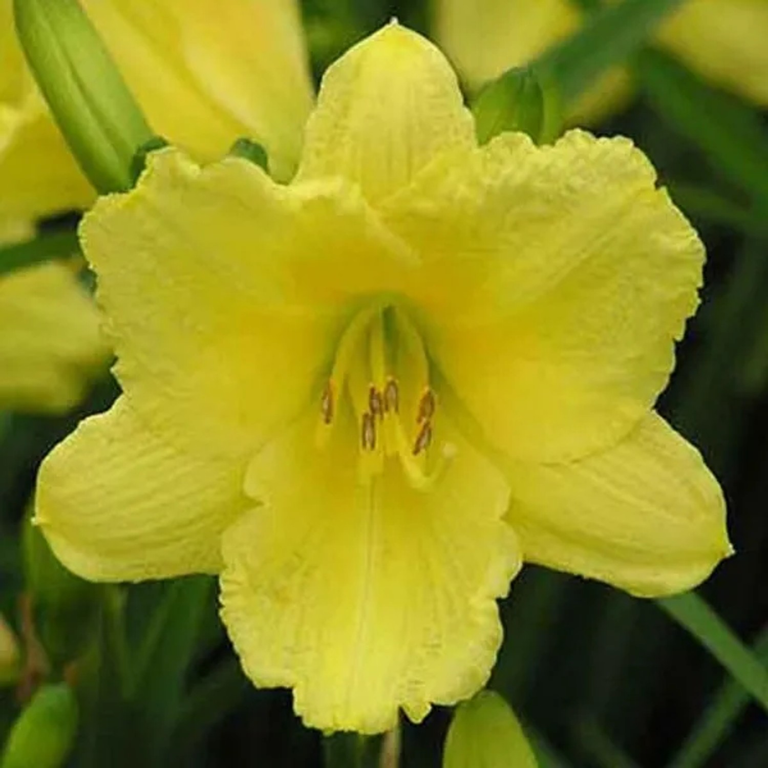 6 x Taglilie 'Happy Returns' Hemerocallis Topf 9cm Langblühend