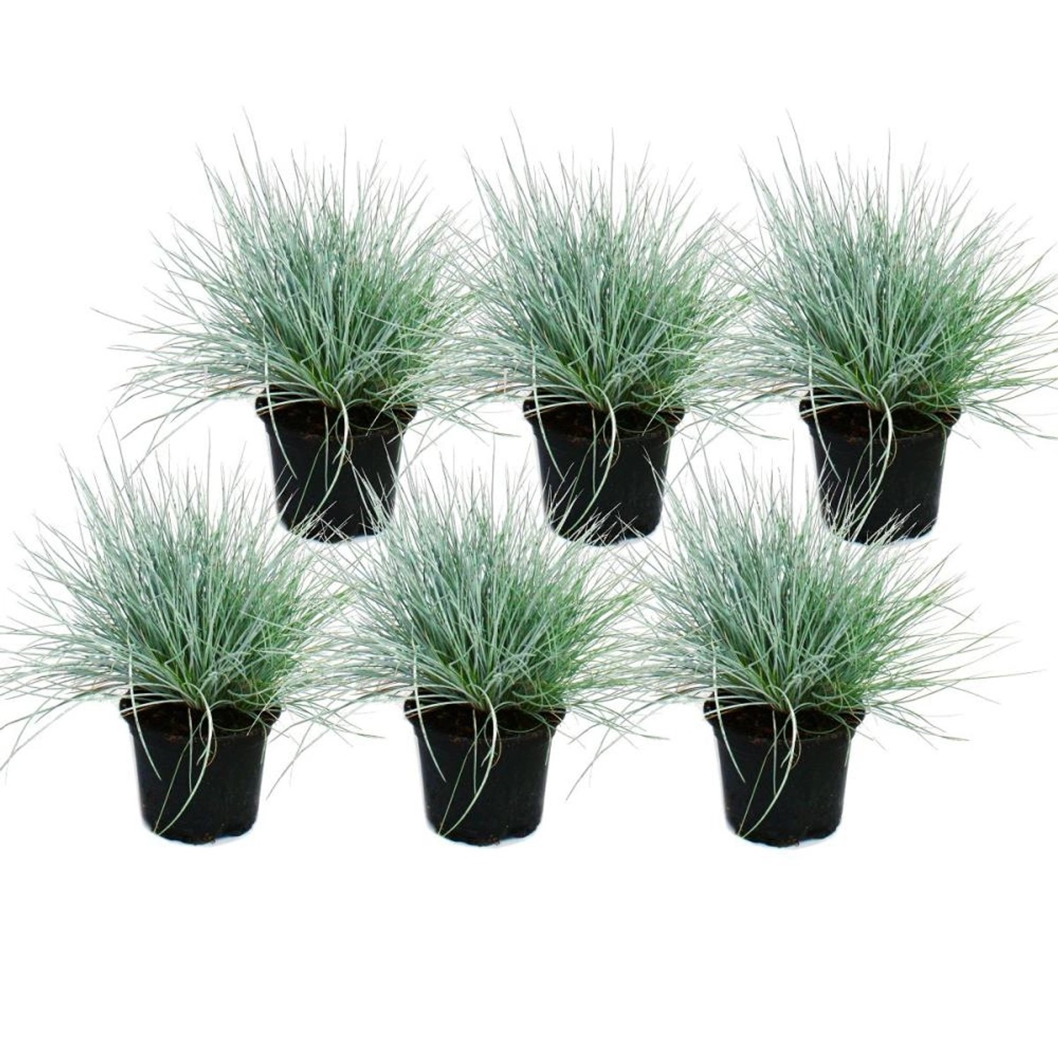 Exotenherz Blauschwingel-Gras Festuca Glauca Set mit 6 Pflanzen 9cm Topf