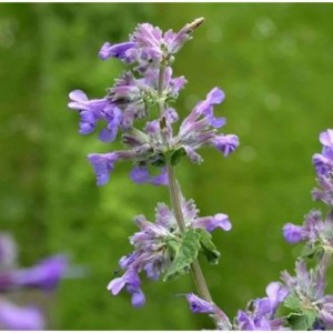 Nahaufnahme der blühenden Katzenminze Dropmore (Nepeta faassenii), eine Staude mit lila Blüten.
