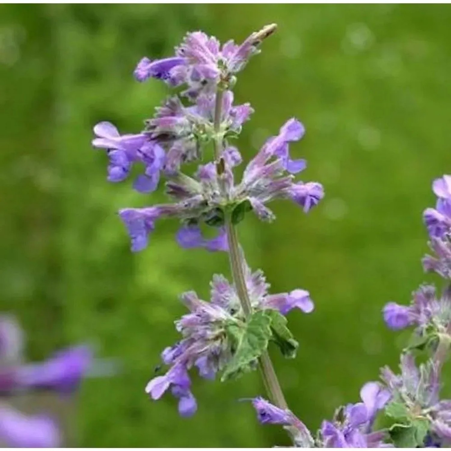 Katzenminze Dropmore - Nepeta faassenii