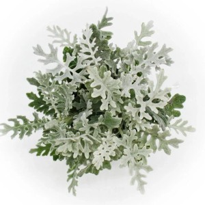 Silberblatt (Senecio maritima) im 11cm Topf, 6er Set. Dekorative, silbrige Blattschmuckpflanze.