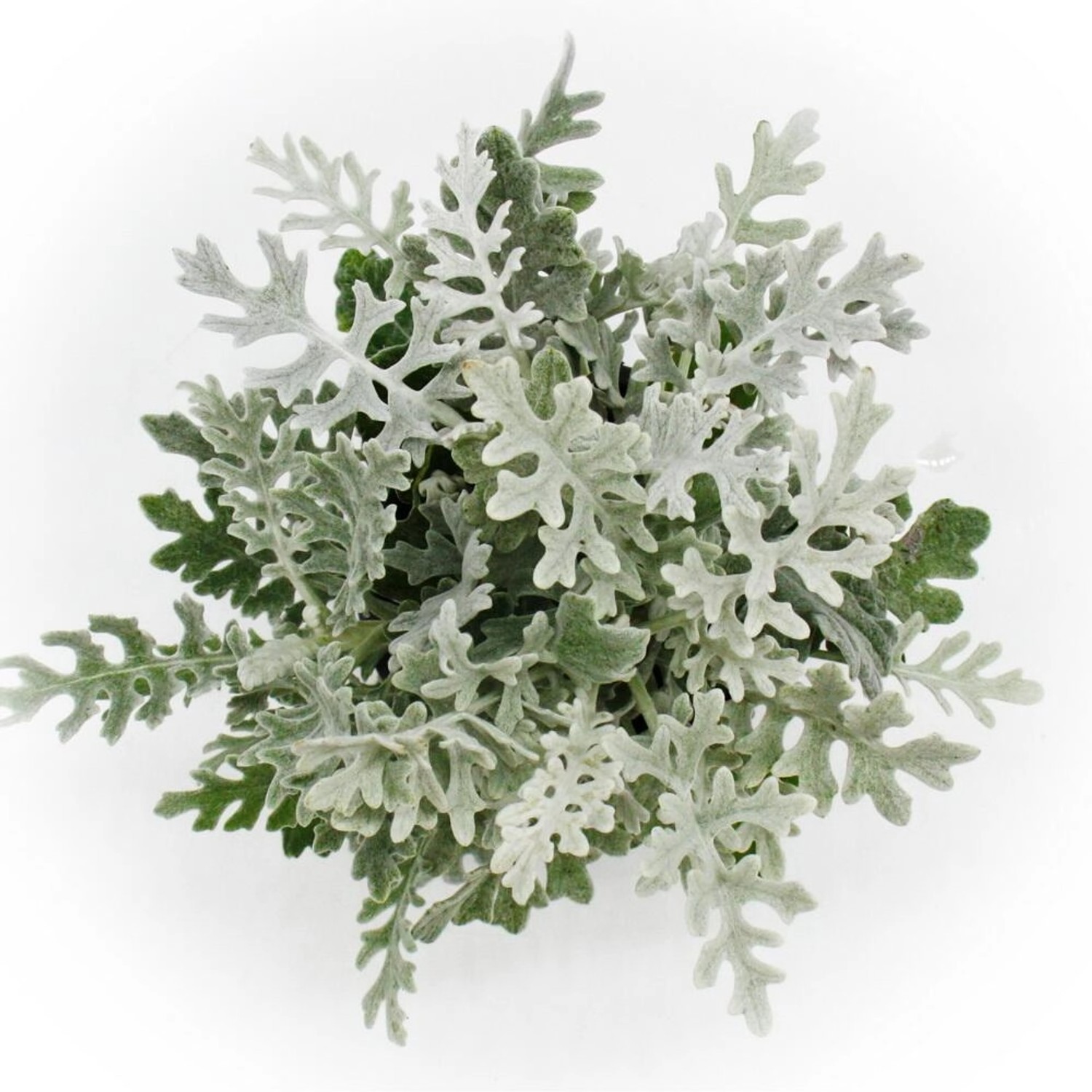 Silberblatt (Senecio maritima) im 11cm Topf, 6er Set. Dekorative, silbrige Blattschmuckpflanze.