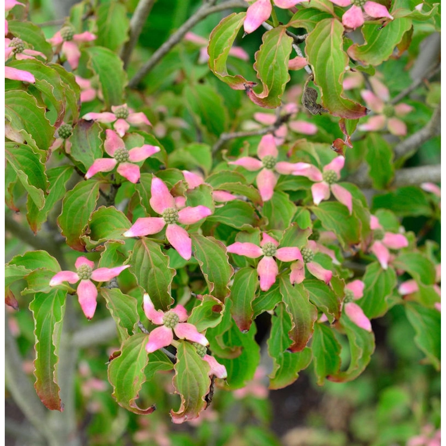 Japanischer Blumen Hartriegel Beni Fuji 125-150cm - Cornus kousa günstig online kaufen