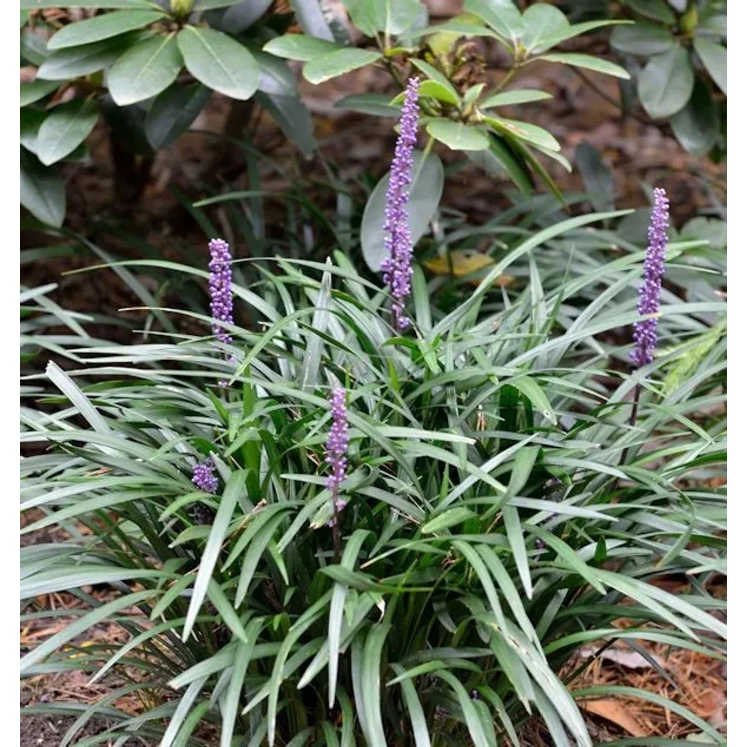 Lilienschwertel Silver Dragon - Liriope spicata