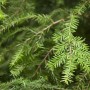 Detailaufnahme der grünen Nadeln einer Kanadischen Hemlocktanne (Tsuga Canadensis), Strauch.