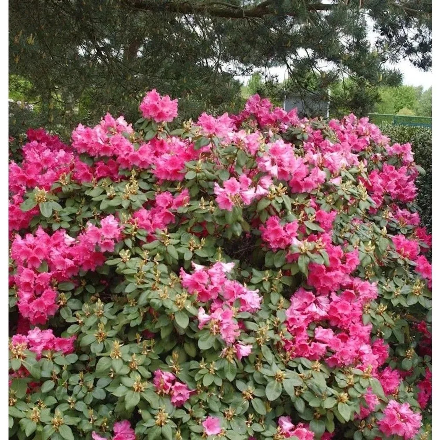 Image of INKARHO - Rhododendron August Lamken 30-40cm - Rhododendron williamsianum - Alpenrose