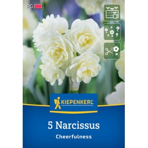 Kiepenkerl Poetaz Narzisse Cheerfulness, 5 Stück. Weiße, gefüllte Blüten, ideal für Beet und Kübel.