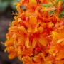 Leuchtend orange Rhododendron Luteum Klondyke Blüten, Detailaufnahme.