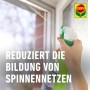 Anwendung von Compo Spinnen-Raus Spray gegen Spinnen am Fensterrahmen.