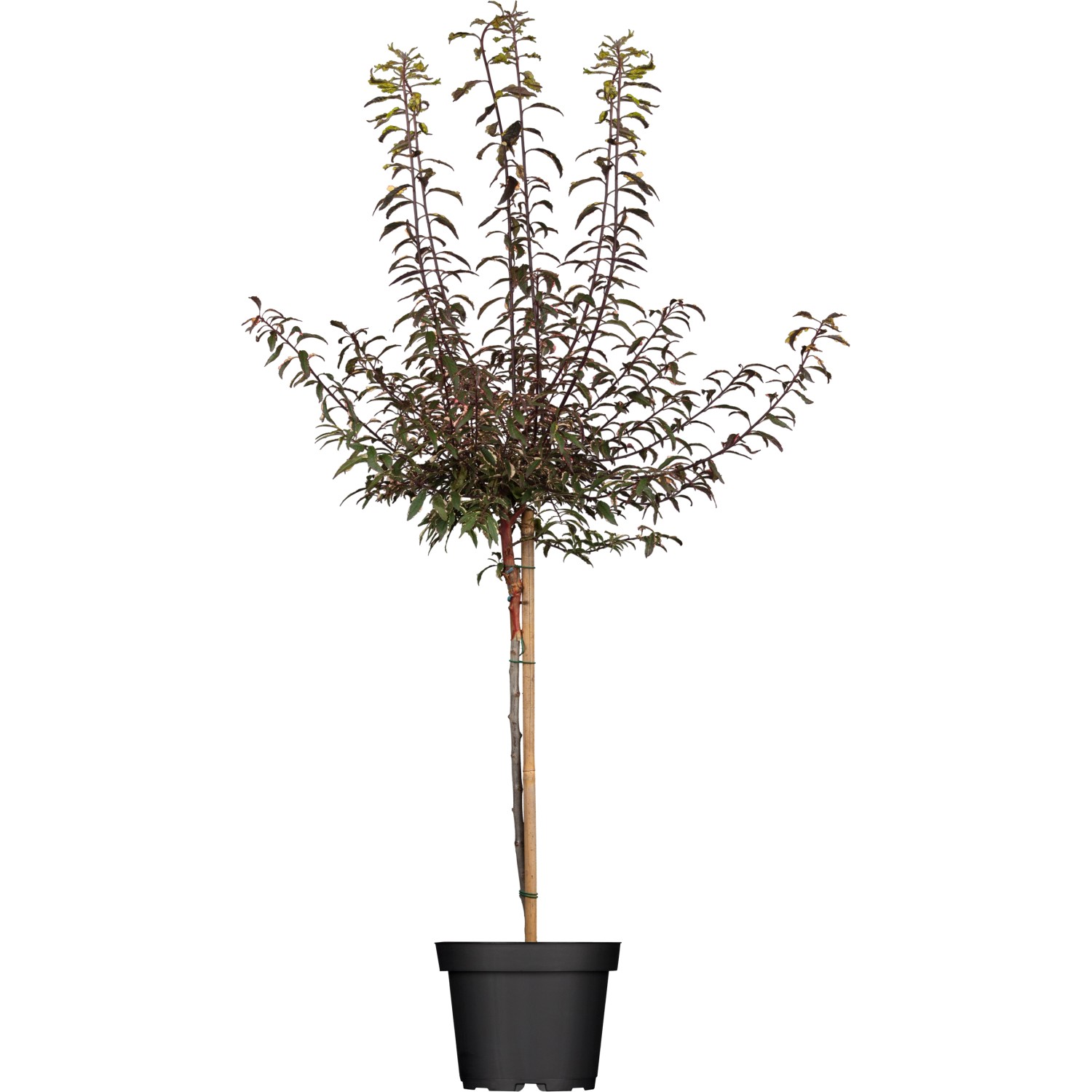 OBI Blutpflaume "Nigra" Rosa Stamm Höhe ca. 100 120 cm Topf ca. 15 l