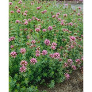 Phuopsis Stylosa Kaukasus Gamander im 9x9 cm Topf mit rosa Blüten und grünen Blättern.