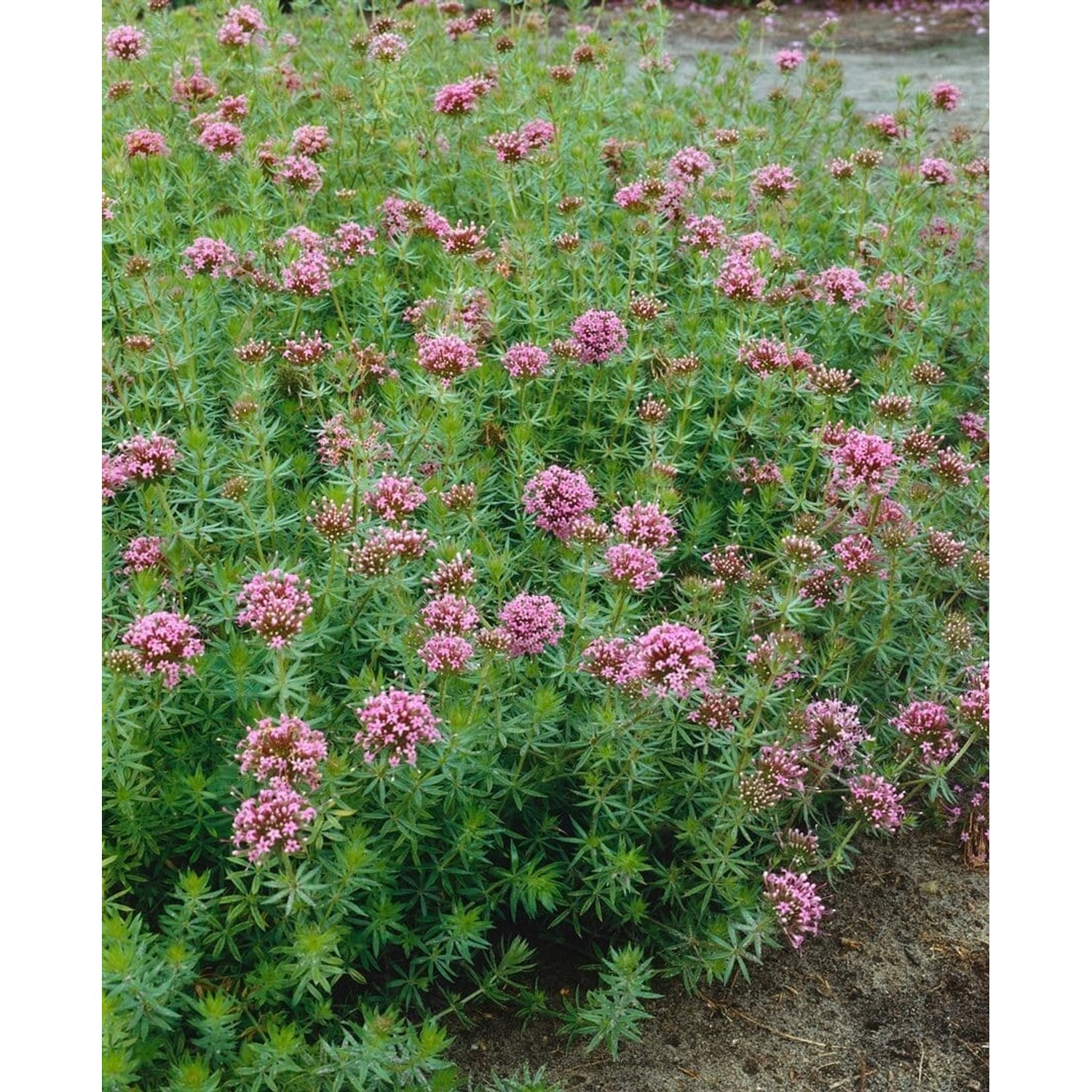 Phuopsis Stylosa Kaukasus Gamander Ca. 9x9 cm Topf günstig online kaufen