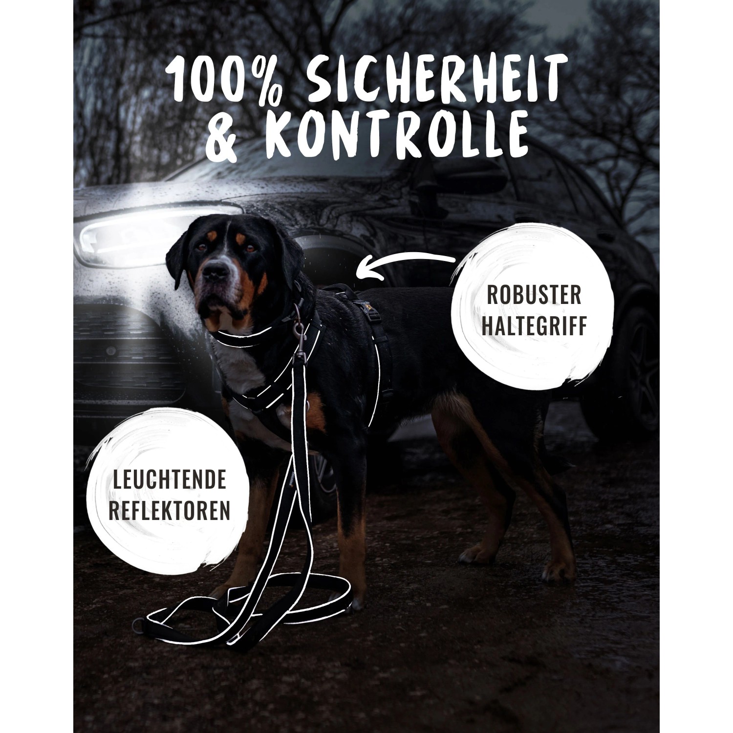 Hund mit Rudelkönig Brustgeschirr Paola S mit Reflektoren vor Auto.