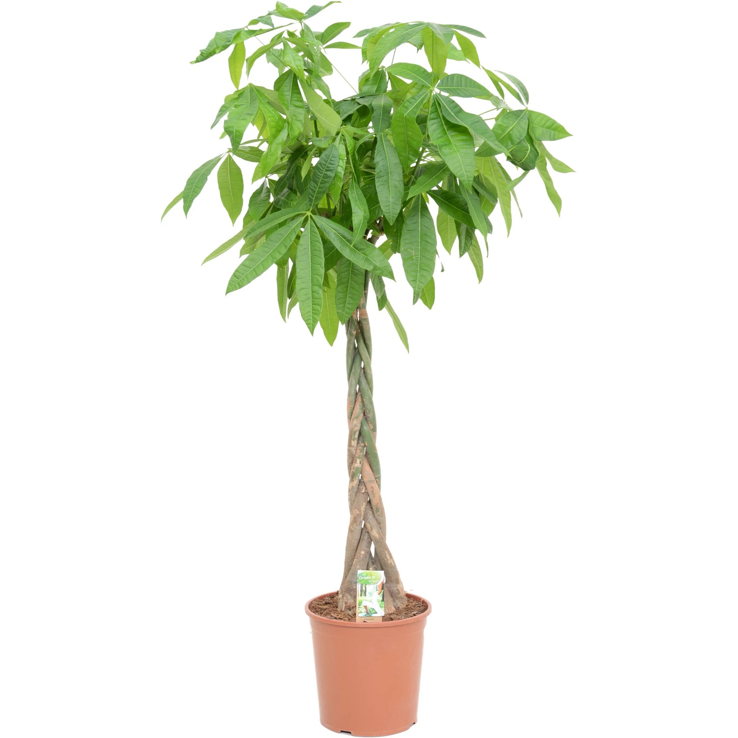 ableger fensterblatt Monstera Variegata Steckling