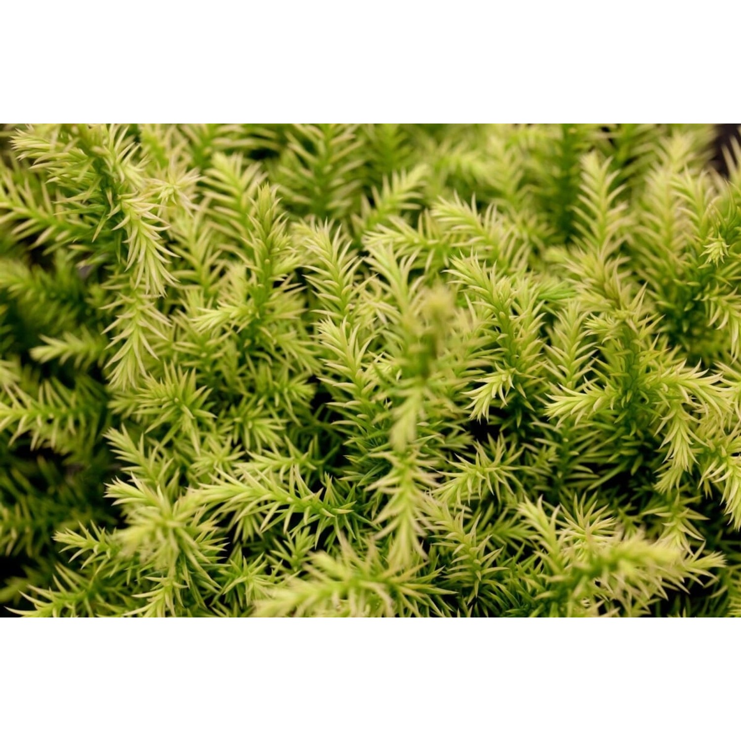 Cryptomeria Japonica Vilmorin Gold Japanische Sicheltanne Goldgelb 20–25 cm günstig online kaufen