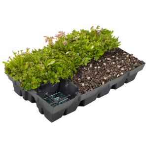 Plantile Dachbegrünung Modul mit Sedum Pflanzen und Substrat, einfache Verlegung.