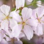 Nahaufnahme der zartrosa Blüten der Prunus Kurilensis Brillant Zierkirsche.