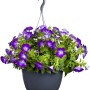 Hängende Jumboampel mit lila Petunien, ca. 30 cm hoch, ideal für Balkon und Terrasse.