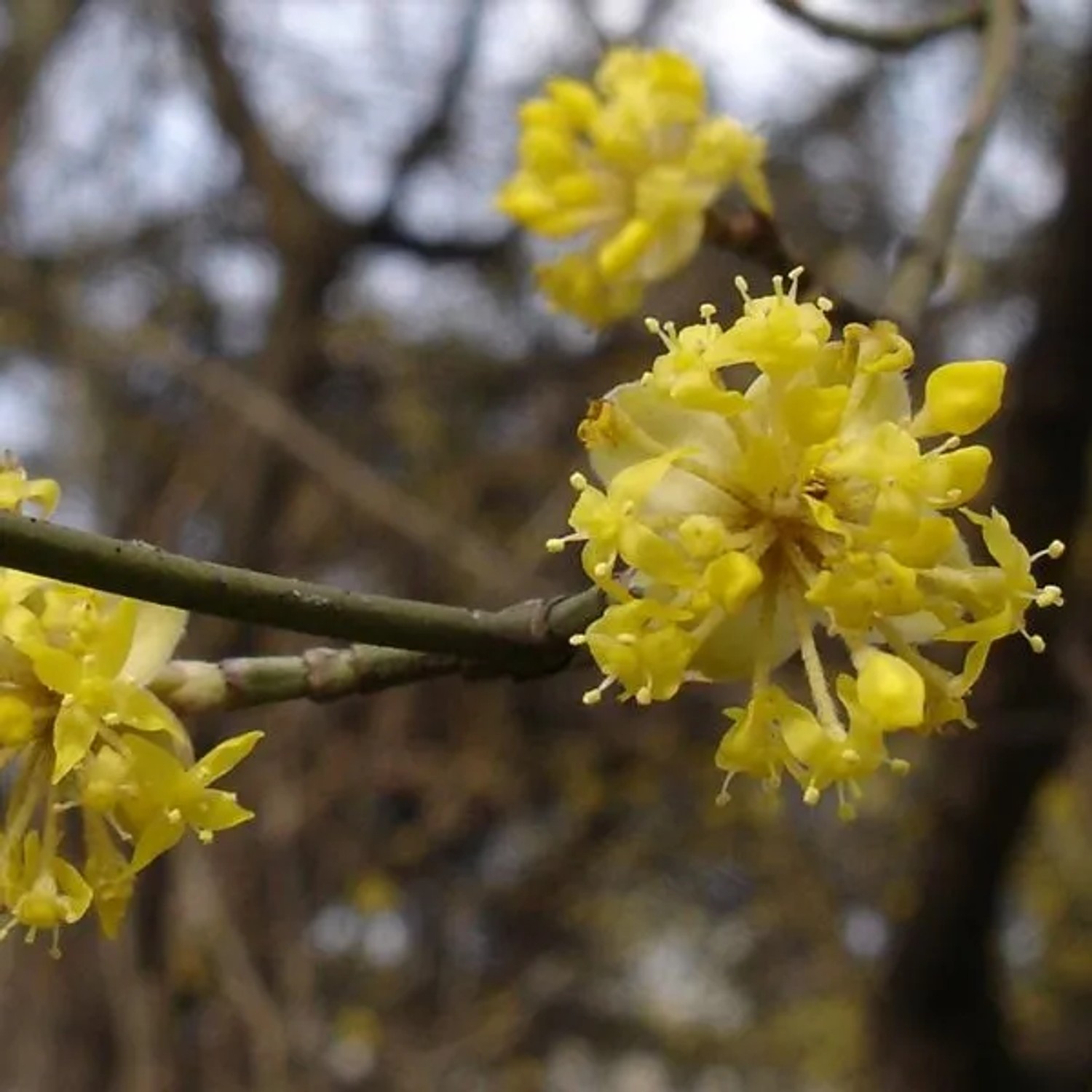 Kornelkirsche Cornus mas 40 bis 60 cm im Container Zier- und Fruchtgehölz