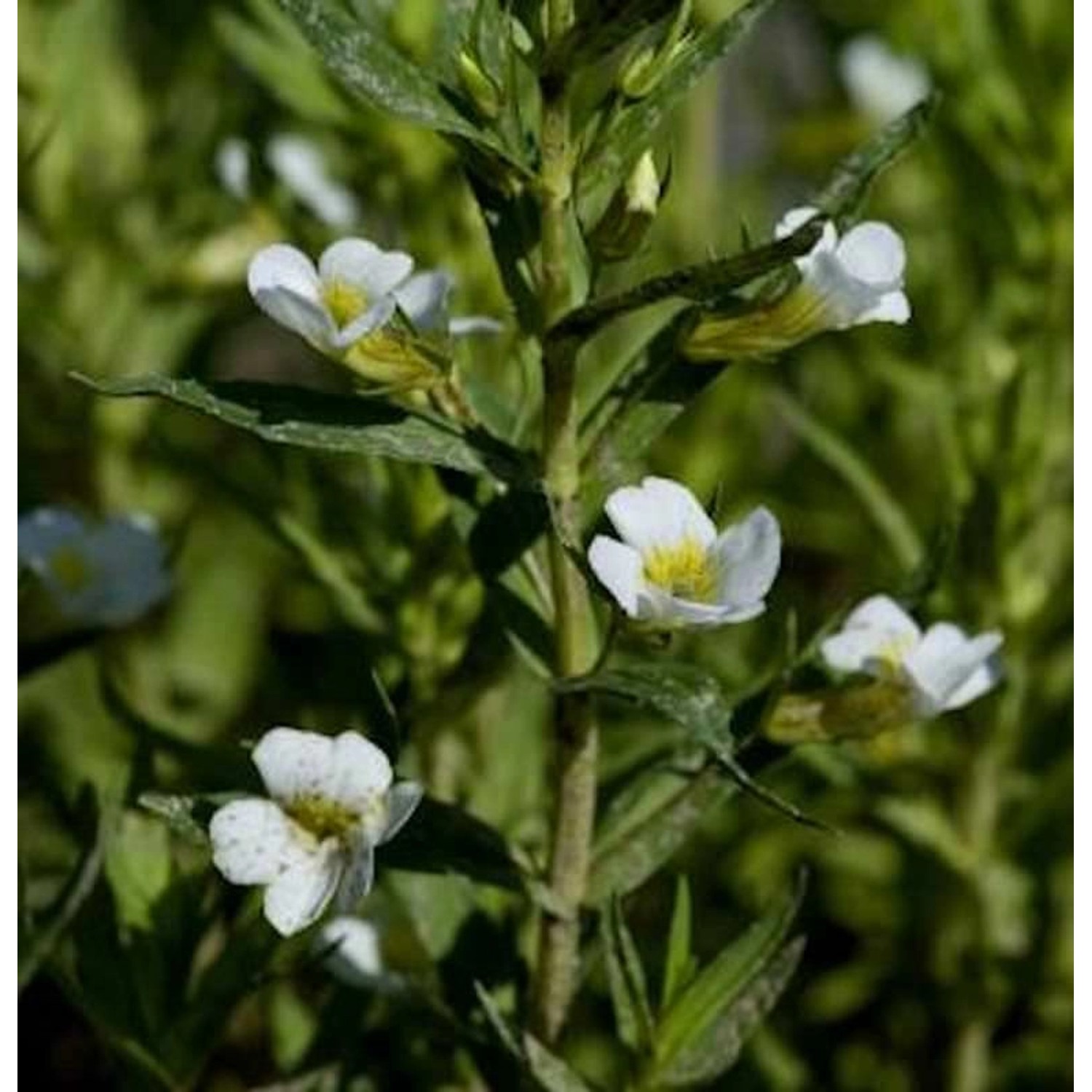 Gottes Gnadenkraut - Gratiola officinalis günstig online kaufen