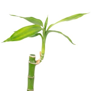 Glücksbambus 'Lucky Bamboo' im Röhrchen, ca. 50cm hoch, grüne Blätter.