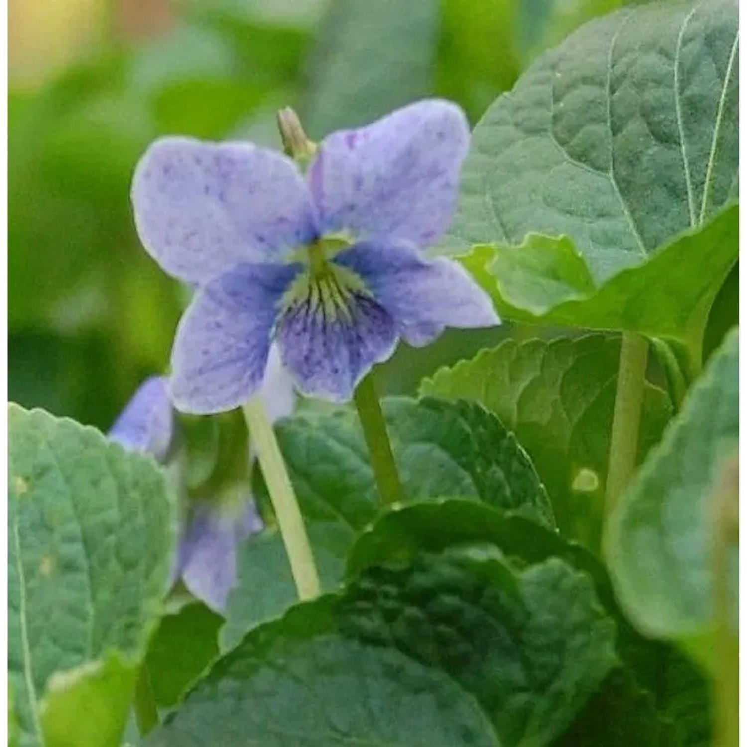 Pfingst Veilchen Dark Freckels - Viola sororia