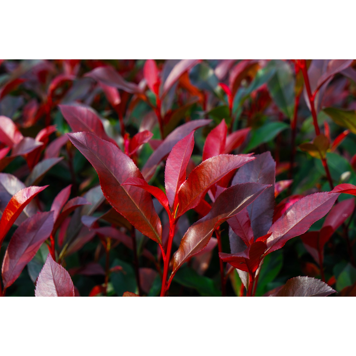 Glanzmispel Devil´s Dream® Höhe ca. 30 - 40 cm Topf ca. 5 l Photinia günstig online kaufen