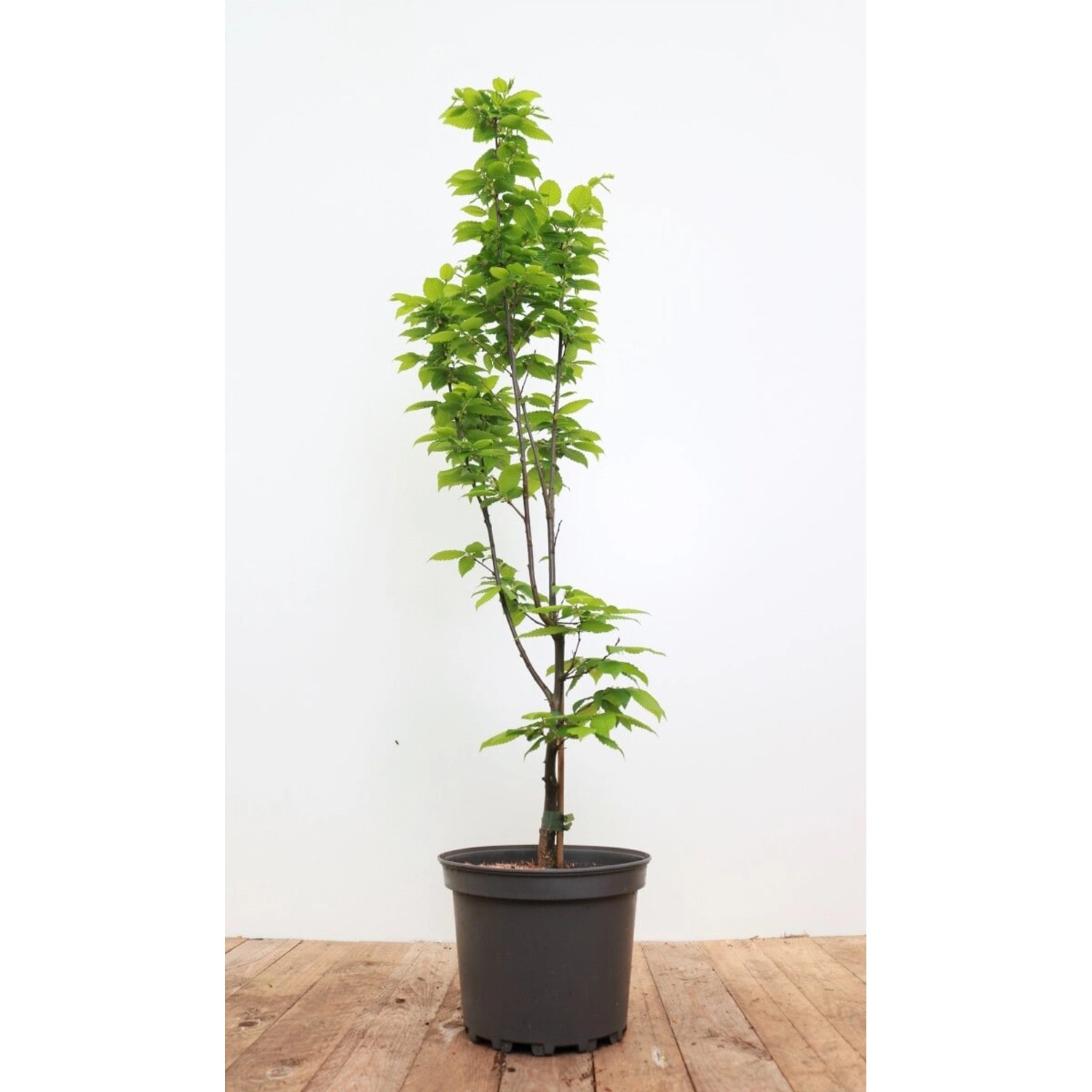 Carpinus betulus 'Lucas' 60-80 cm günstig online kaufen