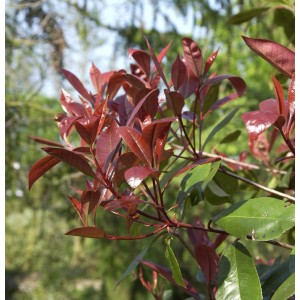 Glanzmispel 'New Red' (Photinia fraseri), Strauch mit leuchtend roten Blättern.
