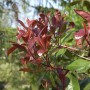 Glanzmispel 'New Red' (Photinia fraseri), Strauch mit leuchtend roten Blättern.