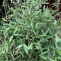 Detailaufnahme des schwarzen Gartenbambus Black Pearl (Fargesia nitida) mit grünen Blättern und dunklen Halmen.
