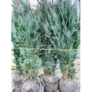 Chamaecyparis 'Columnaris', 150-175 cm, als Heckenpflanze mit blaugrünen Nadeln.