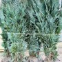 Chamaecyparis 'Columnaris', 150-175 cm, als Heckenpflanze mit blaugrünen Nadeln.