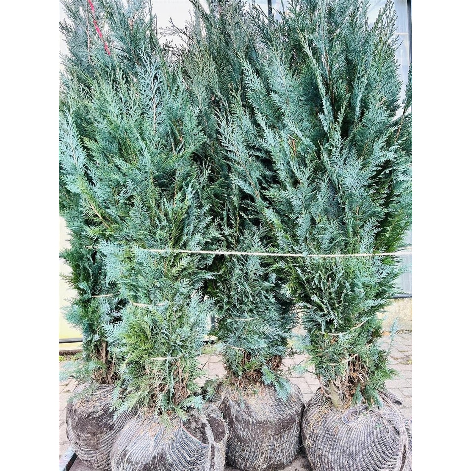 Chamaecyparis lawsoniana 'Columnaris' 150-175 cm günstig online kaufen