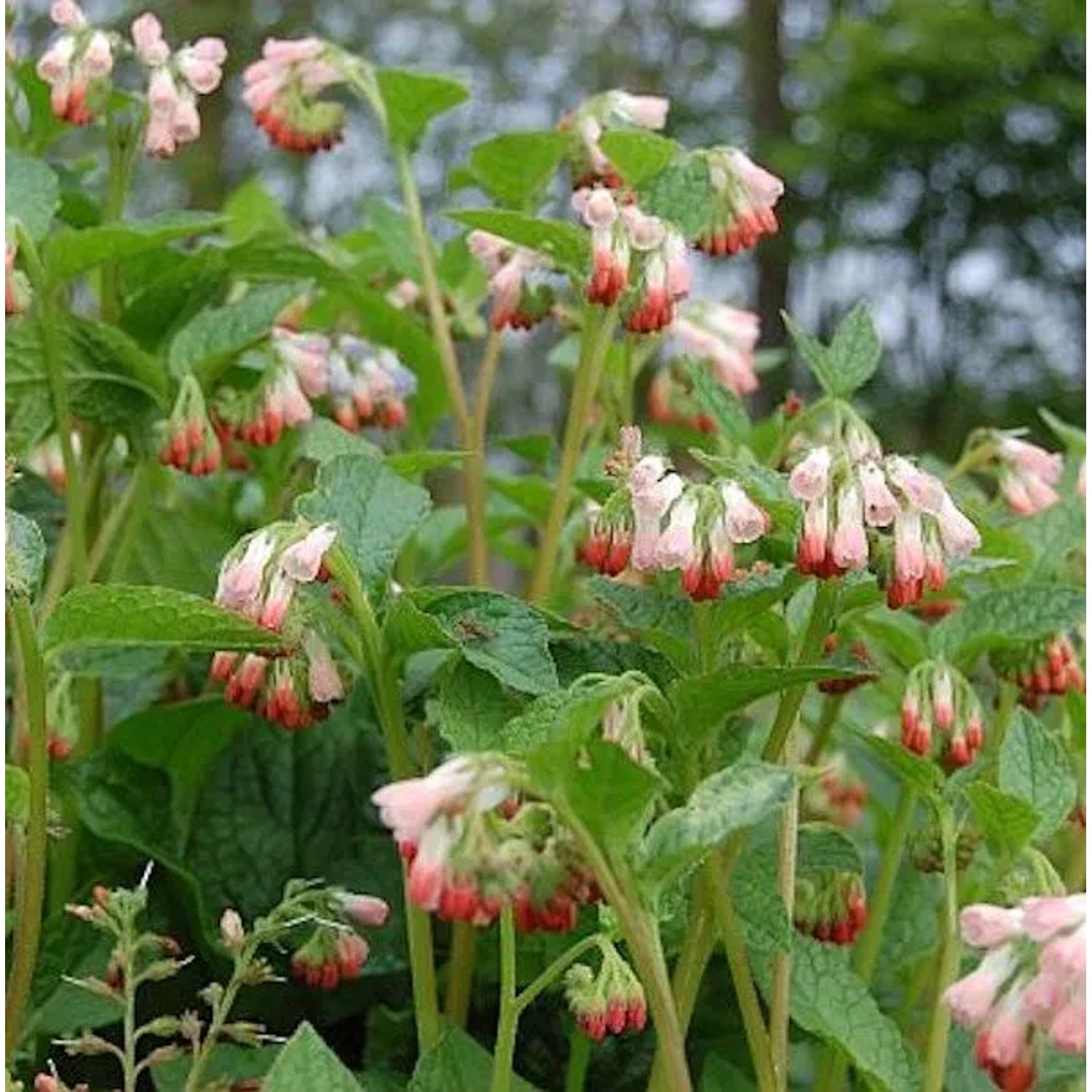 Kaukasus Beinwell Hidcote Pink - Symphytum grandiflorum