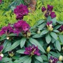 Schwarzvioletter Rhododendron Polarnacht mit grünen Blättern und Blüten.