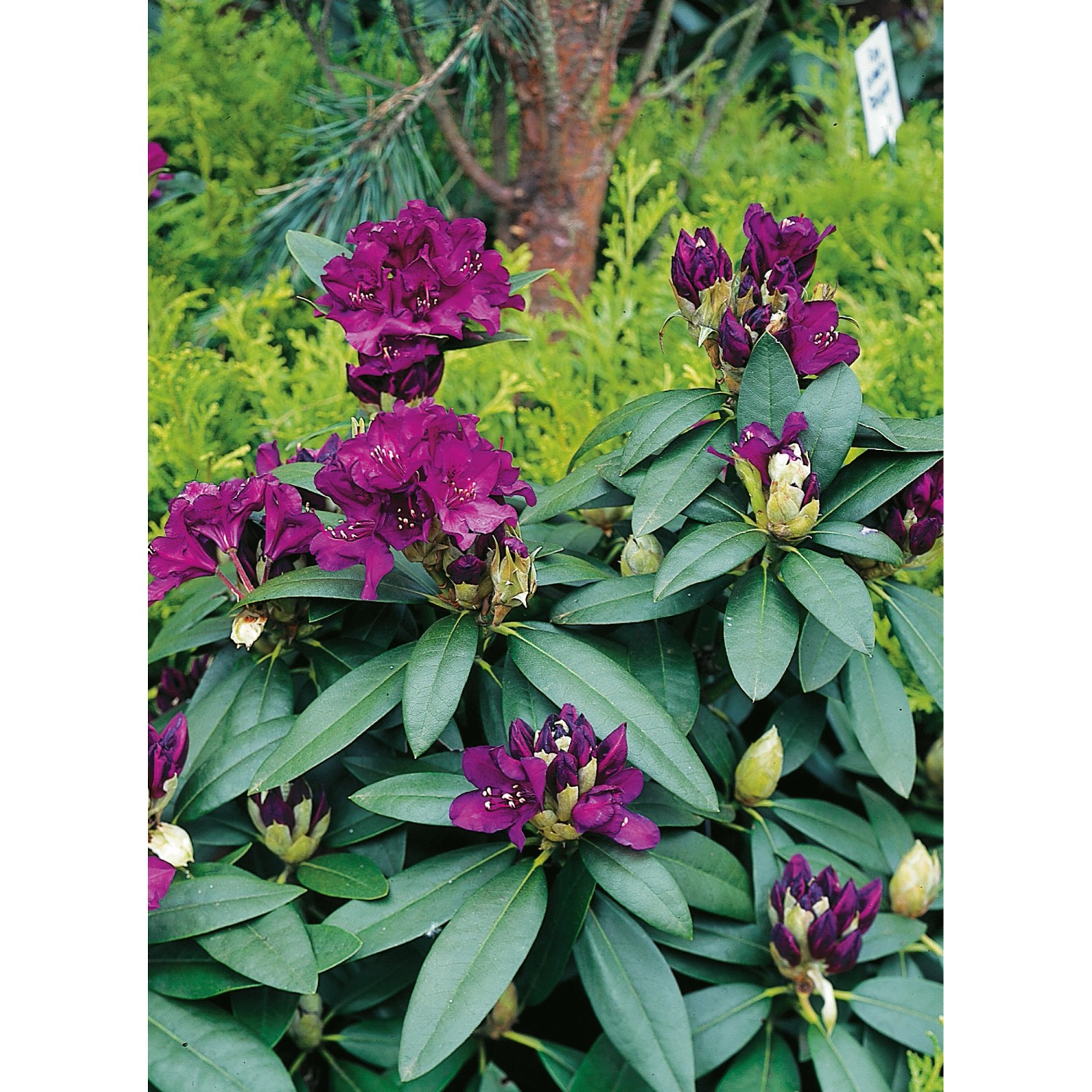 OBI Rhododendron-Hybride Polarnacht Schwarzviolett Höhe ca. 20-30cm Topf ca.5l