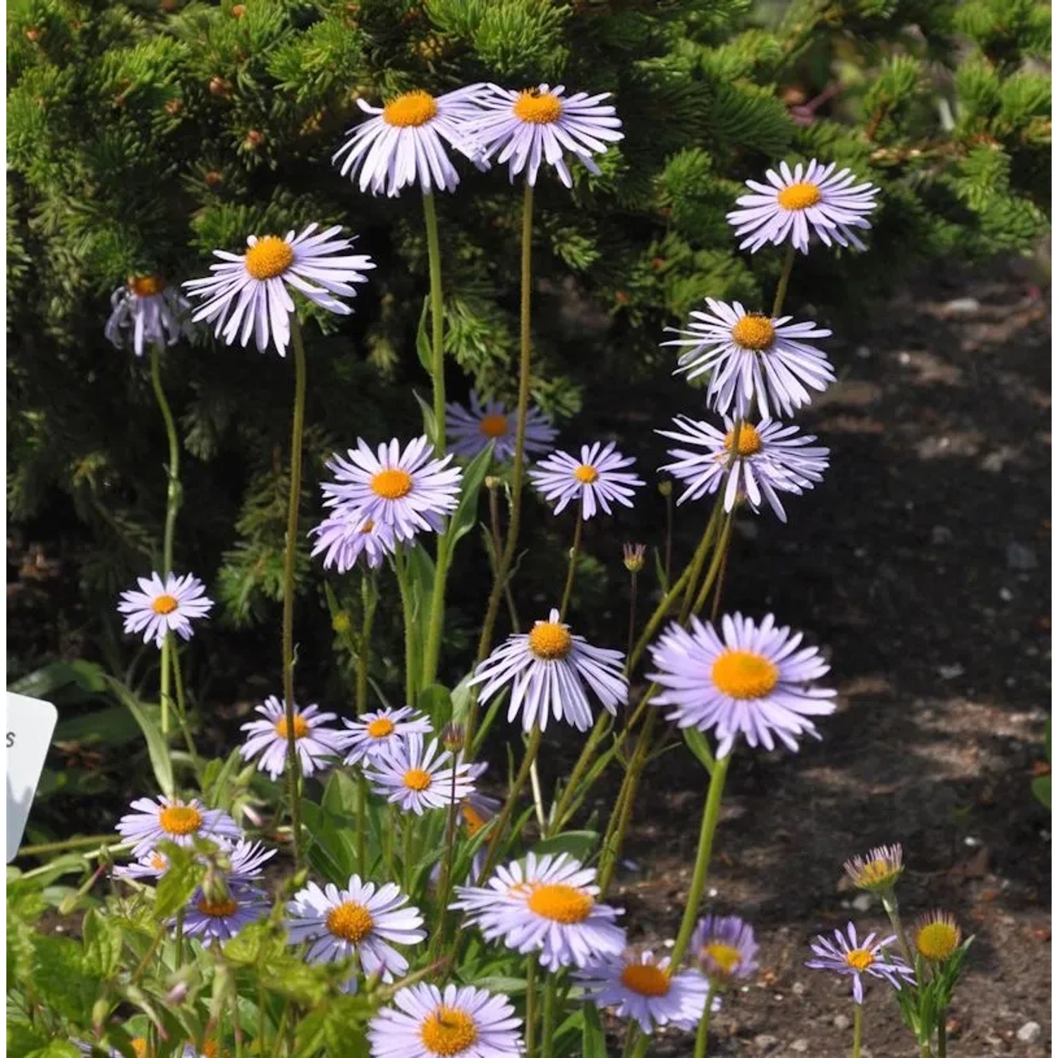 Frühsommeraster - Aster tongolensis
