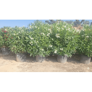 Sunny-Tree Oleander Farbe Weiß  220/240 cm  Nerium Oleander Pflanze für Draußen Immergrün im Winter  Mediterrane Pflanze