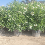 Reihe großer weißer Sunny-Tree Oleander (220-240 cm) in Töpfen, immergrüne mediterrane Pflanzen für draußen.
