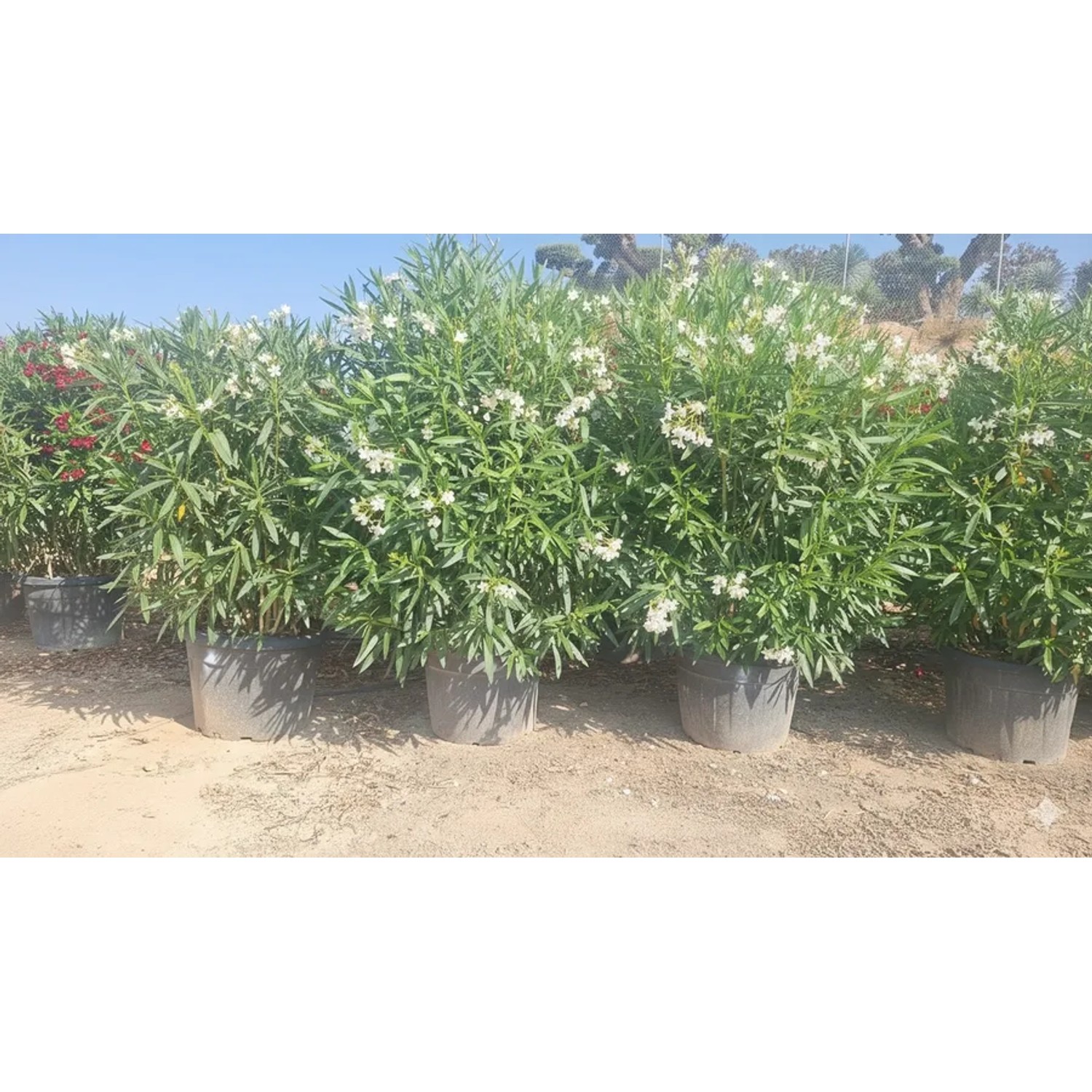 Reihe großer weißer Sunny-Tree Oleander (220-240 cm) in Töpfen, immergrüne mediterrane Pflanzen für draußen.