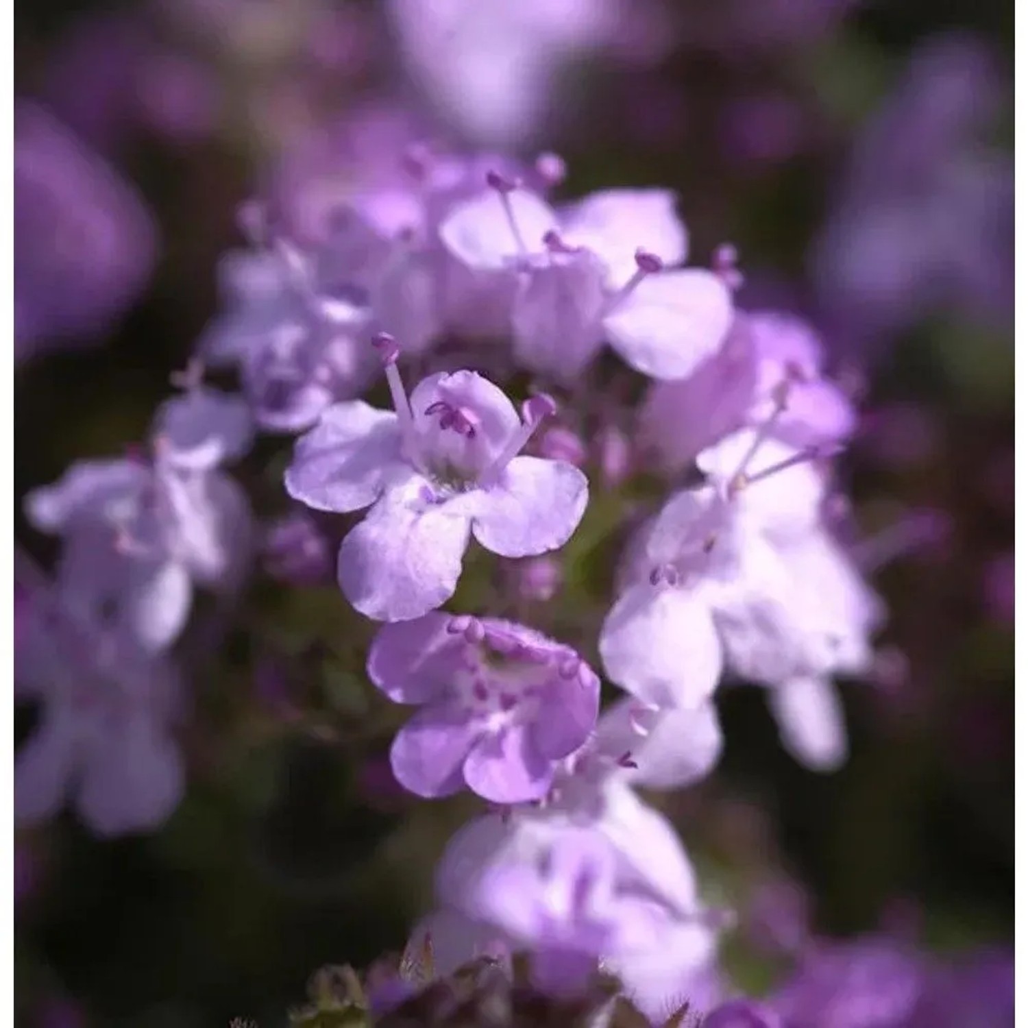 Zitronenquendel - Thymus serpyllum