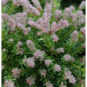 Rottriebige Australische Stein Eibe, Podocarpus lawrencei, Nahaufnahme des Strauchs.