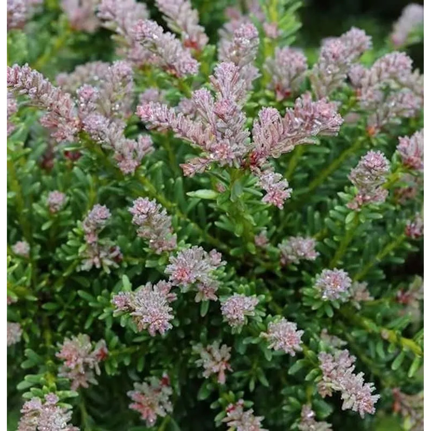 Rottriebige Australische Stein Eibe 25-30cm - Podocarpus,awrencei günstig online kaufen